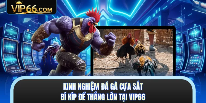 đá gà - VIP66GAME.COM